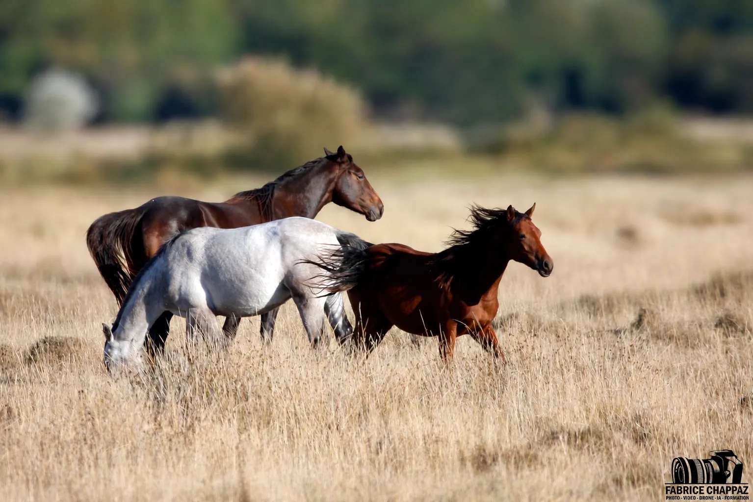Chevaux marais breton