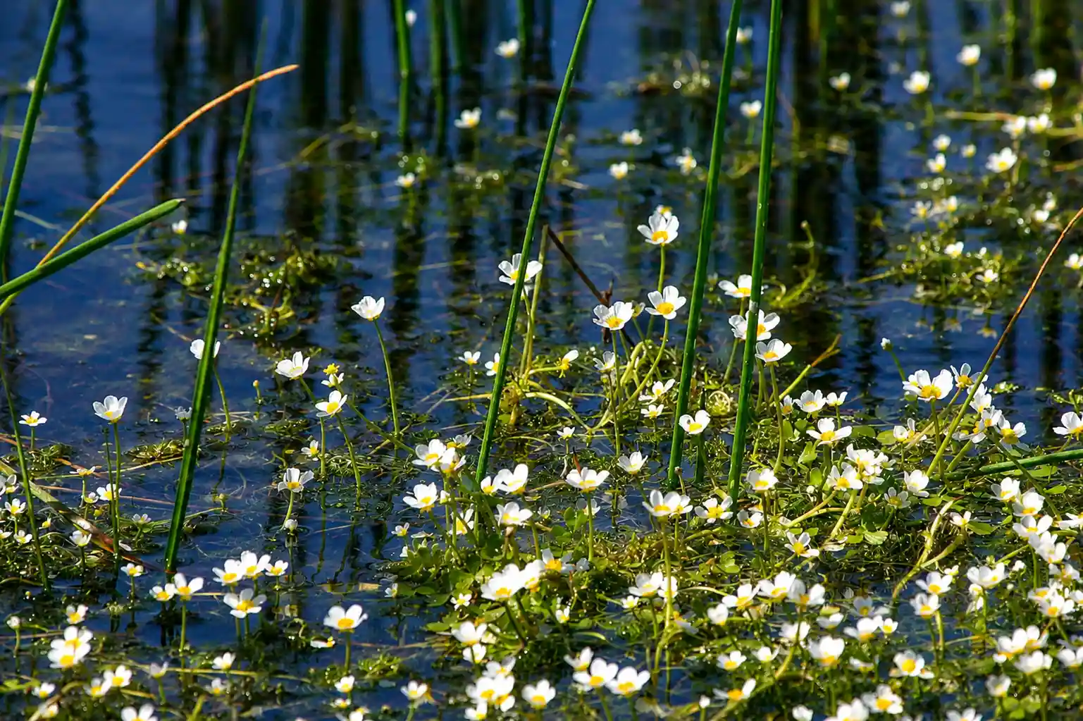 Fleurs marais