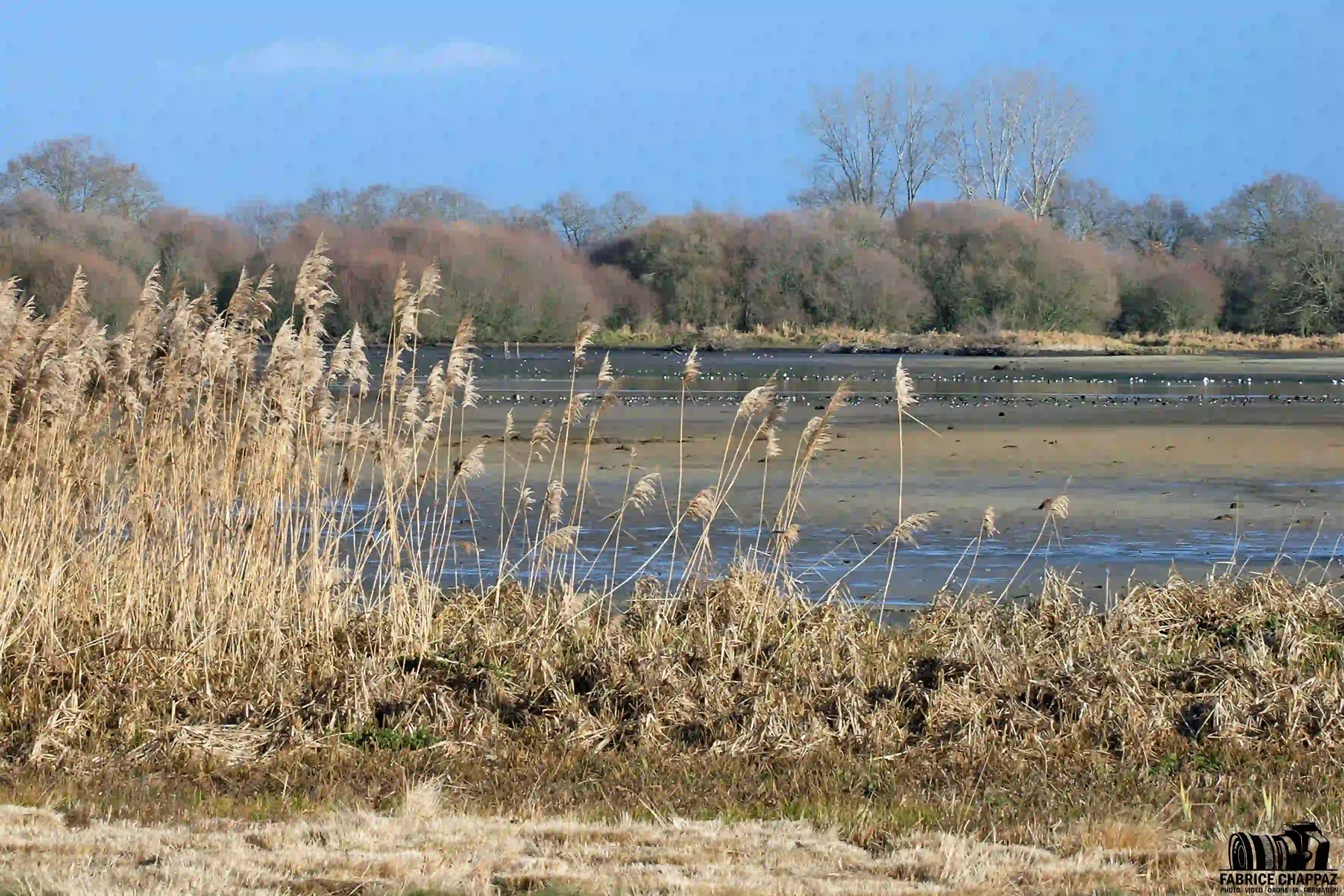 Marais breton oiseaux migrateurs