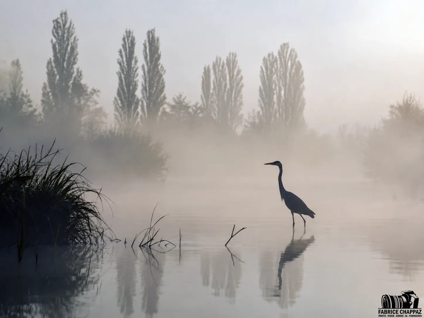Marais brumeux heron