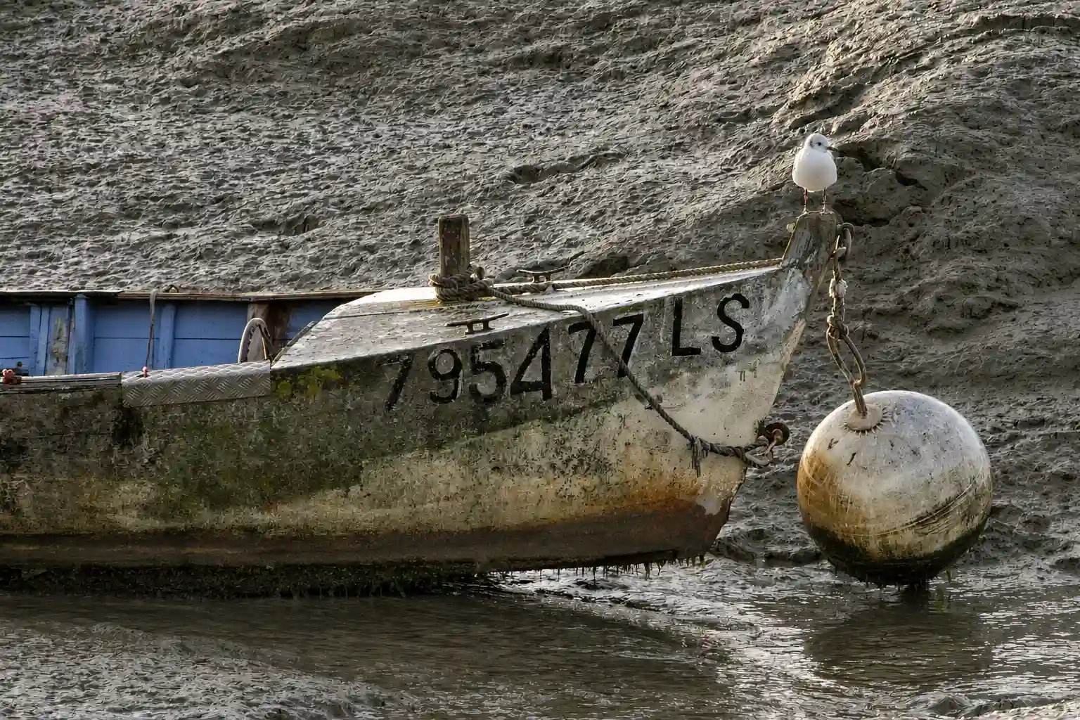 Mouette sur barque abandonnée