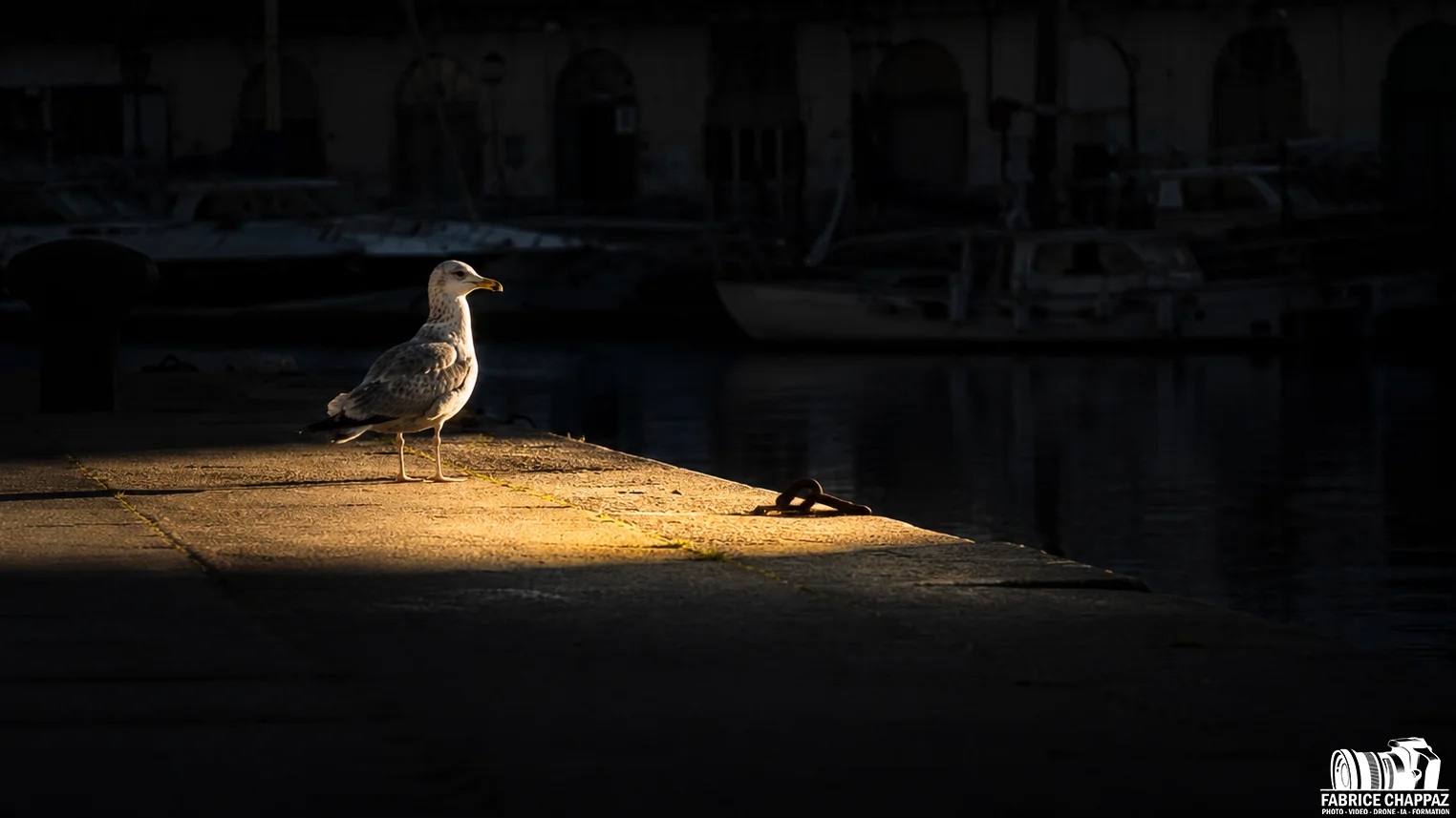 Mouette sur quai