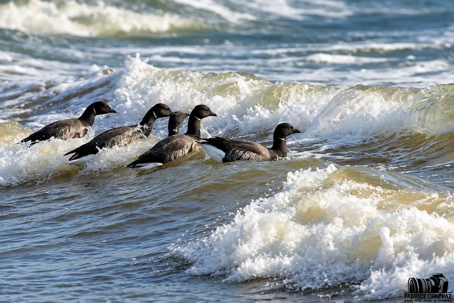 Vague oiseaux vendee