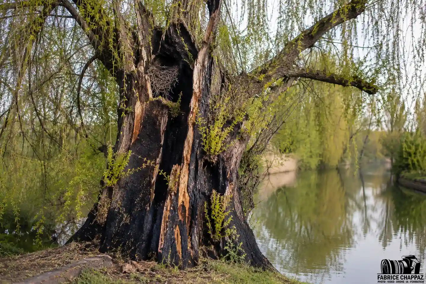 Vieux saule marais