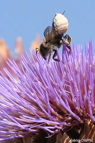 Cours particulier de macrophotographie en Vendée – profondeur de champ réduite