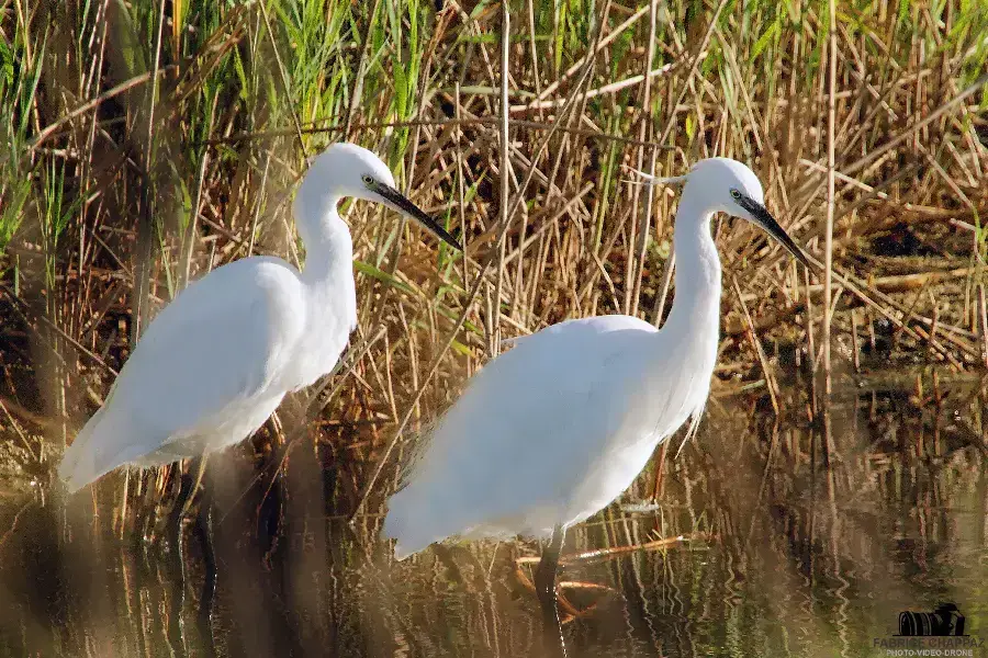 Oiseaux photographié en Vendée