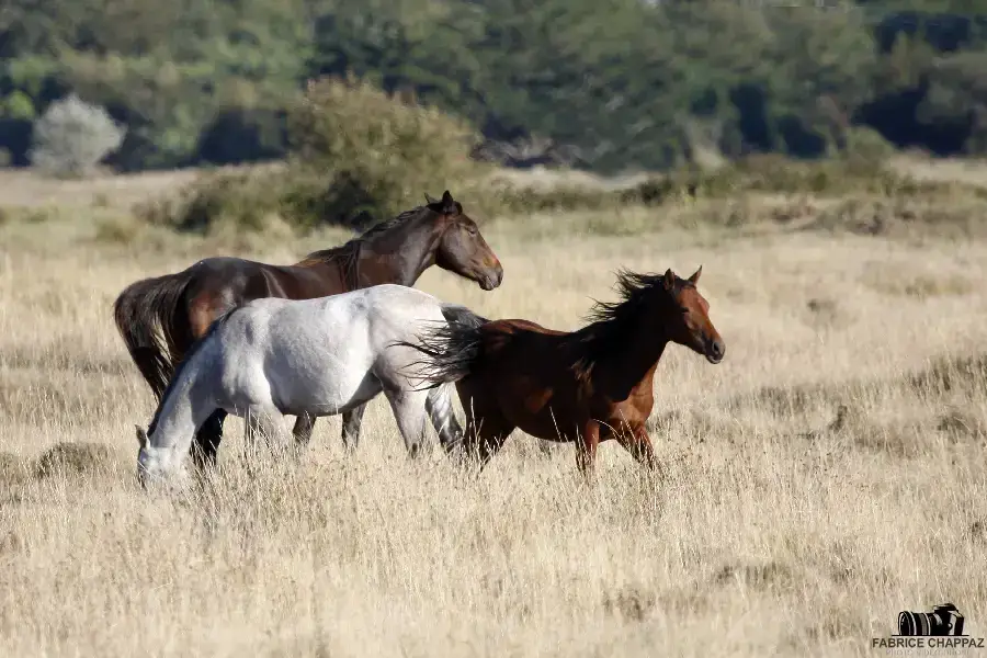 Composition d'une photo animalière avec arrière-plan en Vendée